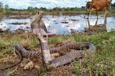 An Indian cobra found in the farmlands of Kanchipuram, India. The country has the highest rate of snakebite deaths in the world.