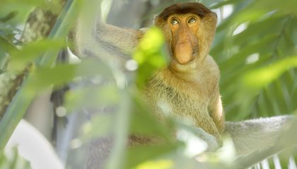 The Endangered Proboscis Monkey Is Easily Identifiable By One Physical Trait: Its Supersized Schnoz
