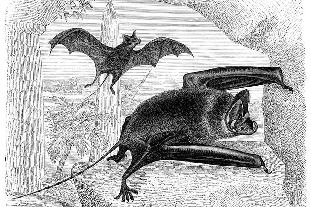 20131025114028bat.jpg