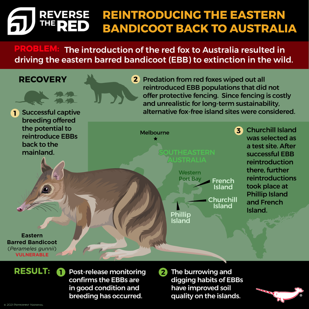 infographic titled "Reintroducing the Eastern Bandicoot Back to Australia" with an illustration of the bandicoot and 3 steps: captive breeding; predation from foxes wiped out reintroduced populations without fencing; new test site selected