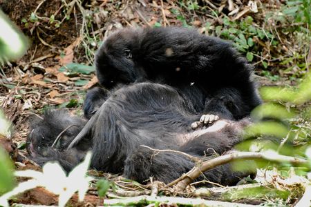 A juvenile male gorilla lingers beside his mother's body