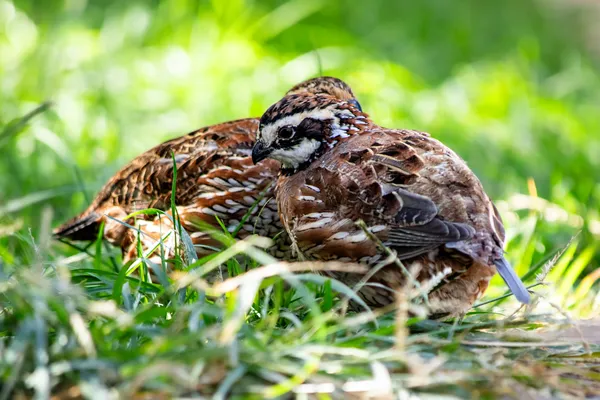 Bob White Quail thumbnail