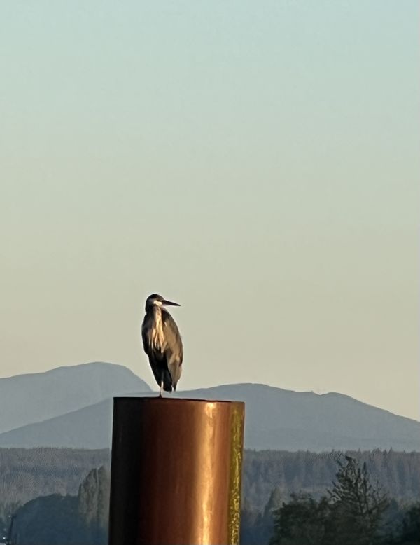 A wild heron while driving near Vancouver Internal Airport, BC. thumbnail