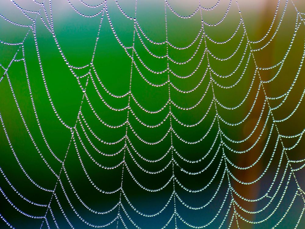 Spider Web