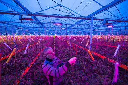 Working under LED lighting in a tomato greenhouse in the Netherlands