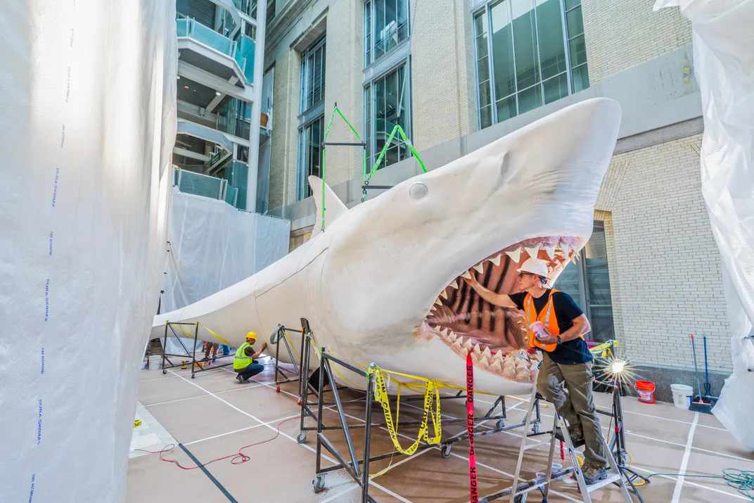Gary Staab working on megalodon