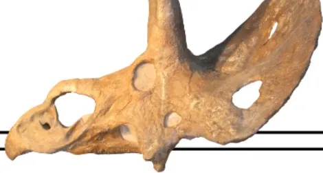 20111215024022ceratopsid-comparison-thumb.jpg