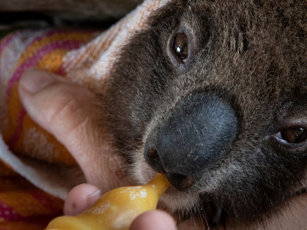 OPENERA young koala recovers at the wildlife park hospital.