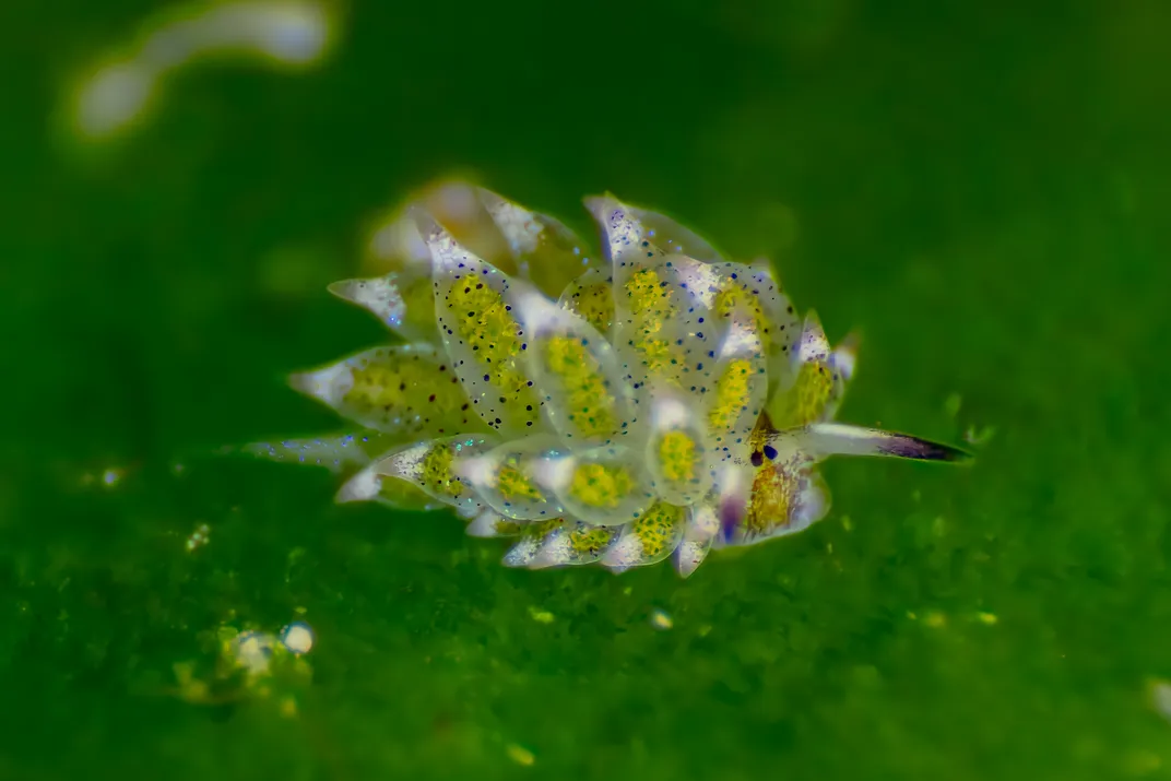 A sea slug with multiple points like succulent leaves