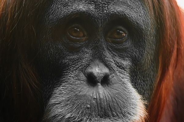 Close-up of an Orangutan thumbnail