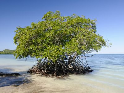 We're spending hundreds of millions of dollars to mimic a mangrove tree, basically. 