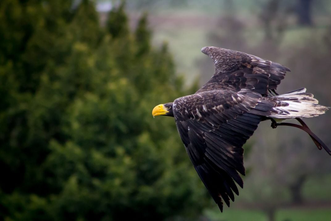 In Flight | Smithsonian Photo Contest | Smithsonian Magazine