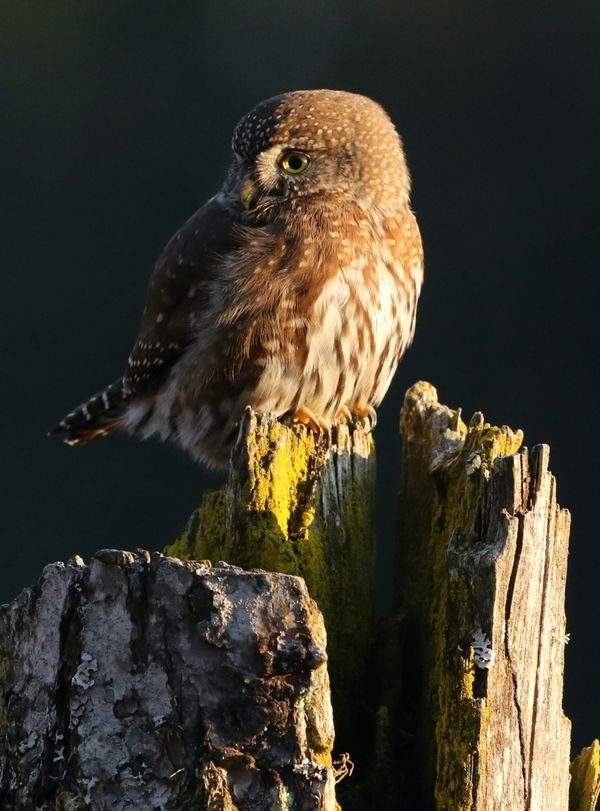 Pygmy Owl while hunting thumbnail