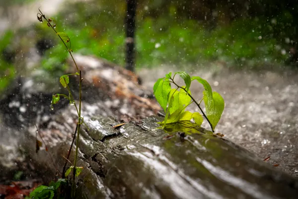 A young plant in the downpour thumbnail