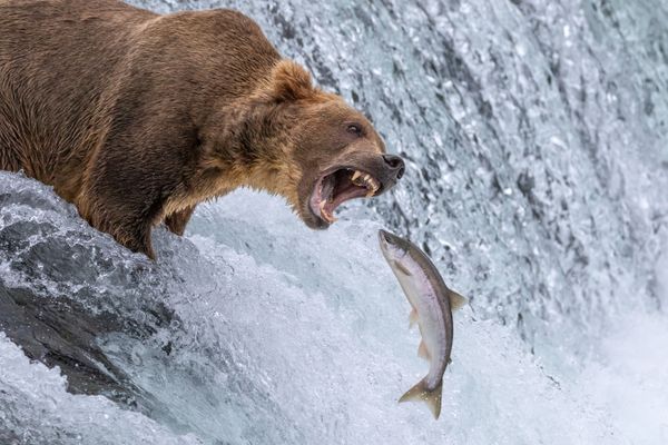 Brown Bear Catching Salmon in Alaska thumbnail