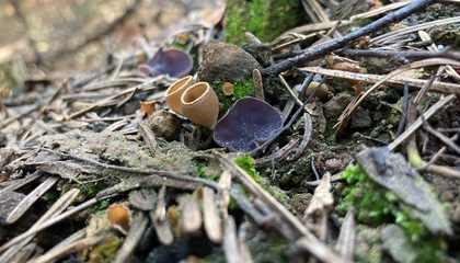 These Charcoal-Eating Fungi Flourish After Fires. Uncovering Their Genetic Secrets Could Help Rebuild Burned Ecosystems