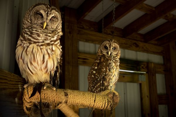 Rescued barn owls, Reelfoot Lake, Tennessee thumbnail