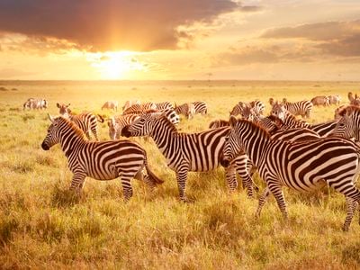 Safari in Kenya and Tanzania