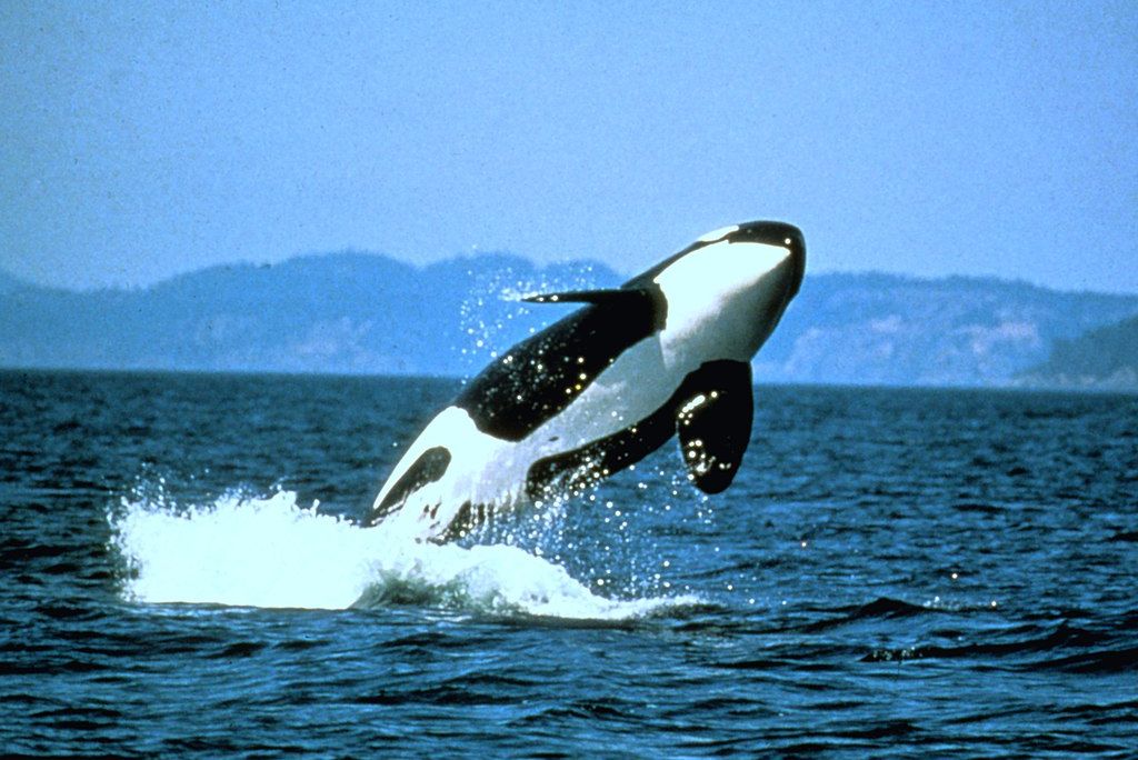 1024px-Anim1110_-_Flickr_-_NOAA_Photo_Library.jpg