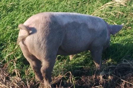 Experiments showed that pigs and mice can absorb oxygen through their rectums.


