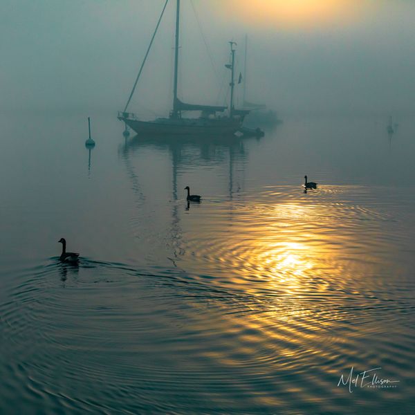 Early Morning Fog thumbnail