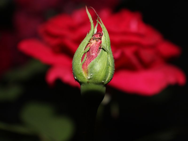 Budding Rose Smithsonian Photo Contest Smithsonian Magazine