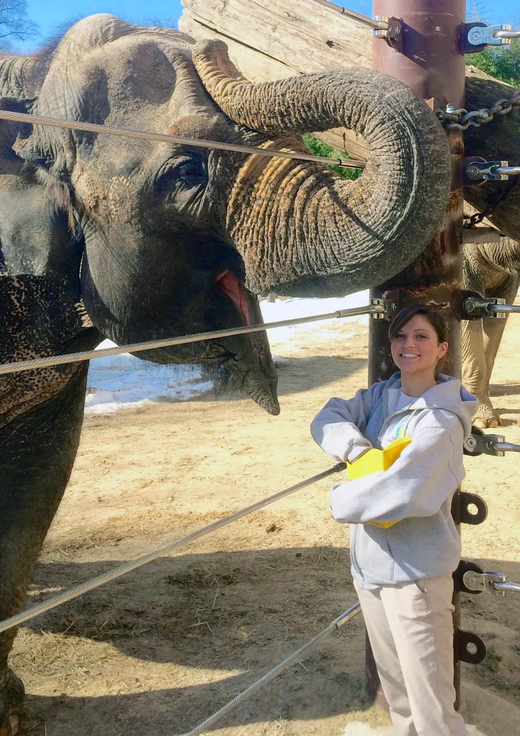 Kamala participates in a training session with animal keeper