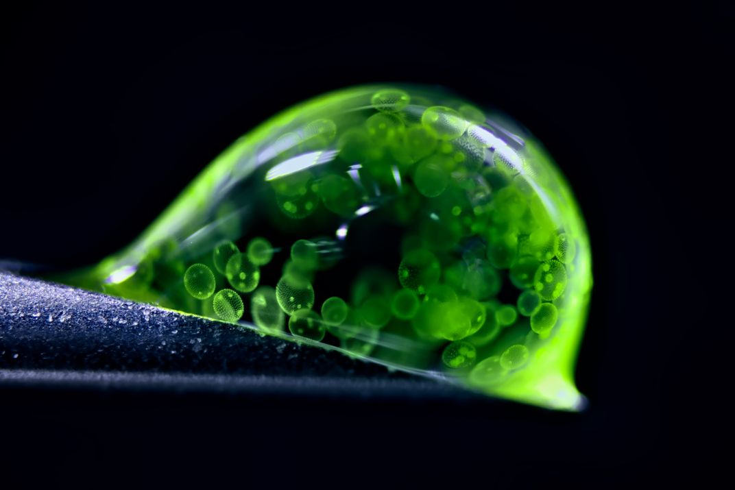 Green globules in a drop of water
