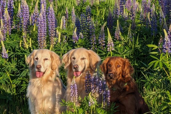 Three Obedient and Beautiful Setters thumbnail