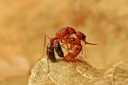 When the queen dies, Jerdon&#39;s jumping ants duel to select their next leader.