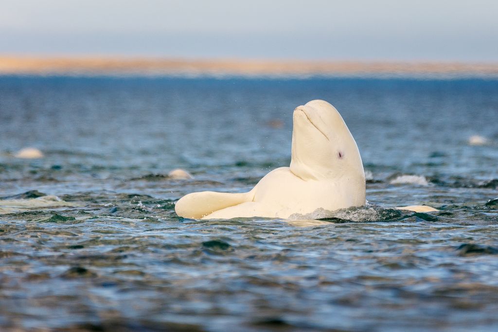 A while beluga whale floats on its back on the surface of the sea