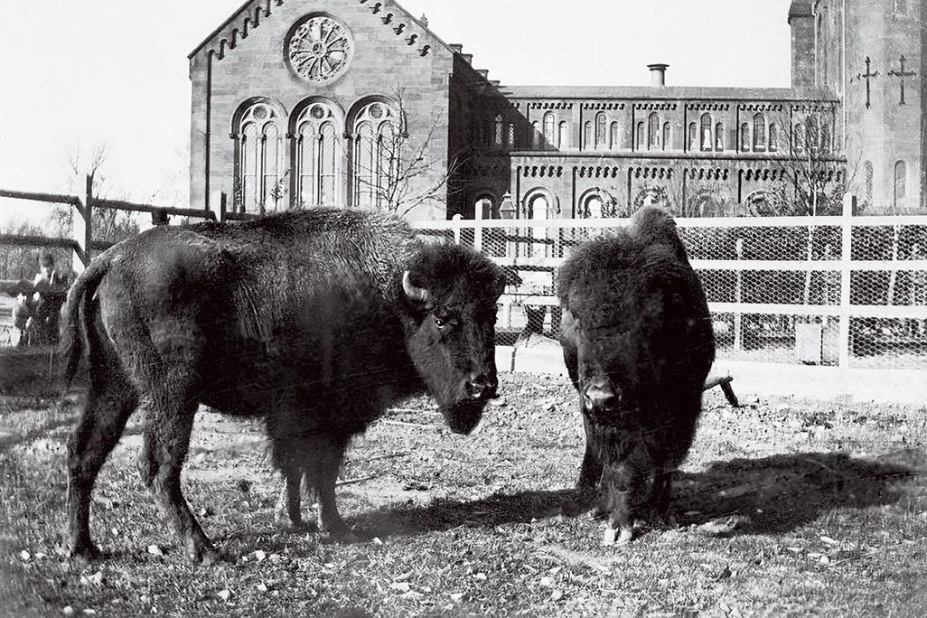 Bison at Smithsonian Castle