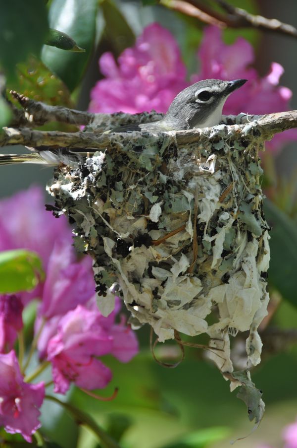 Blue Headed Vireo in lichena nd rhododendron nest. thumbnail