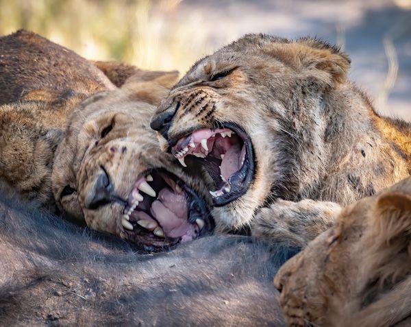Two lions squabble over a recent kill. thumbnail