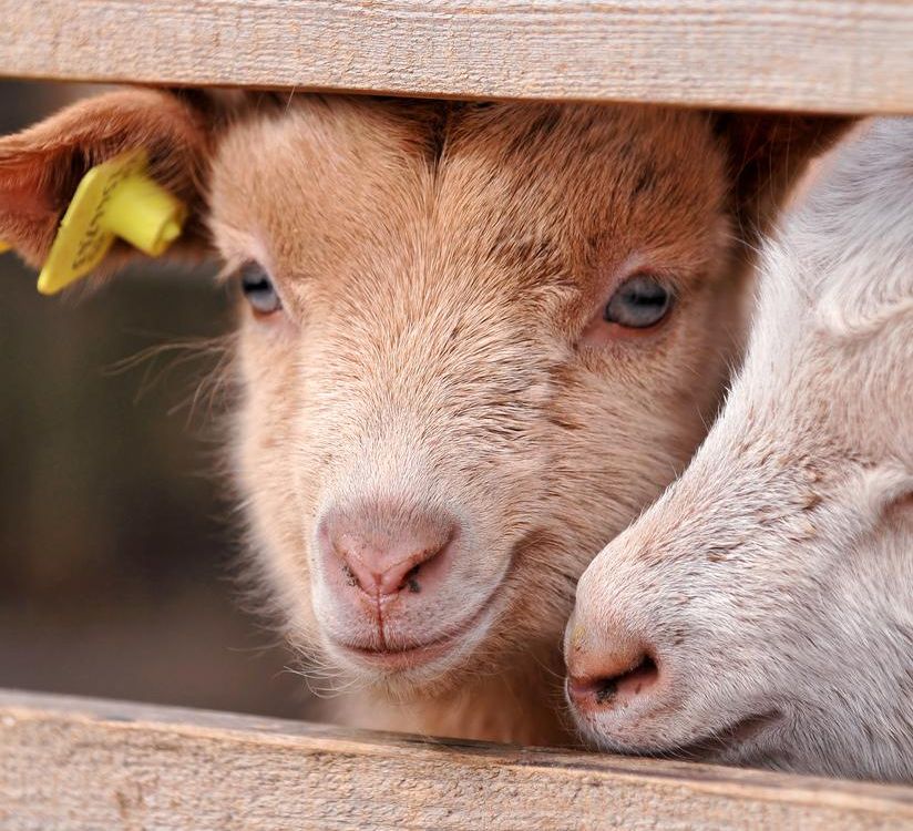 Baby Goats!