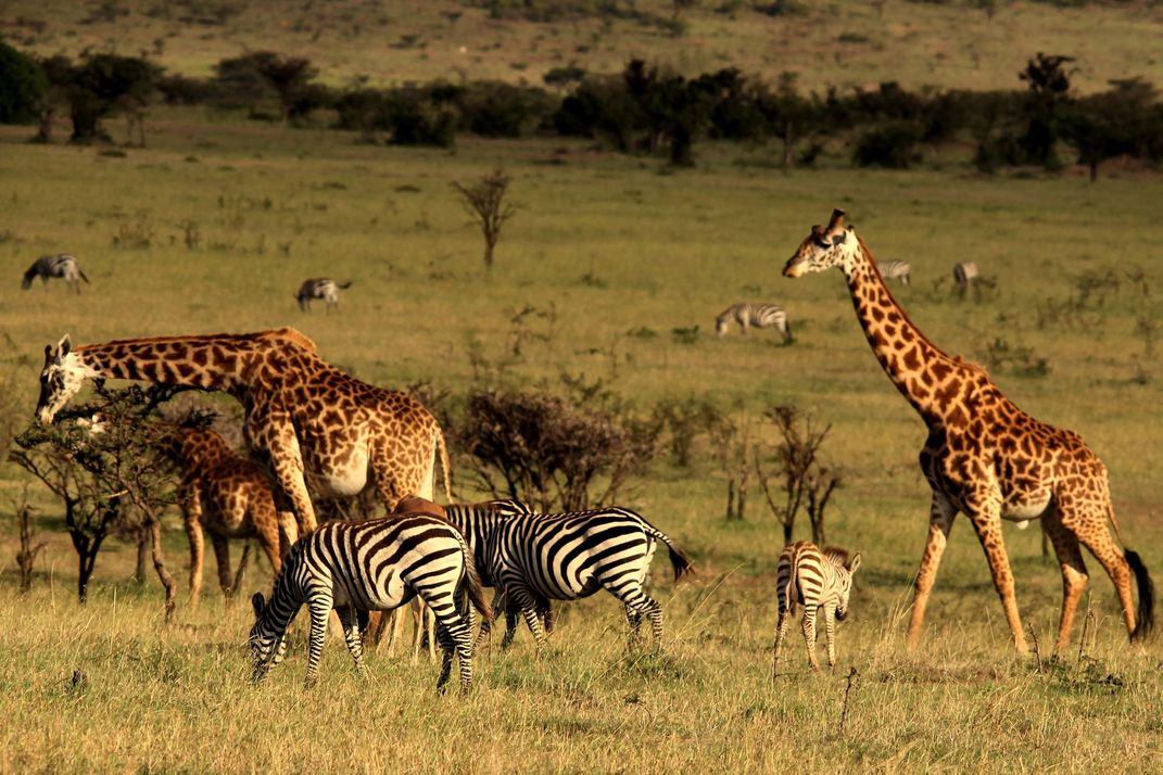 Want to Support Wildlife Conservation in Africa? Start by Going on a Virtual Safari
