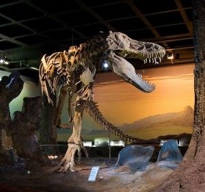 20110520083240Tyrannosaurus-skeleton-300x281.jpg