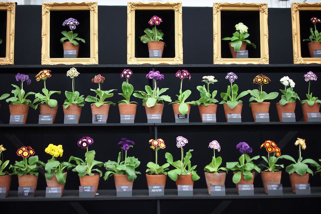 Chelsea Flower Show