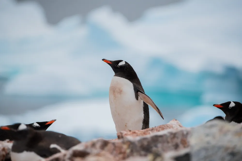 A gentoo penguin stands behind a rock