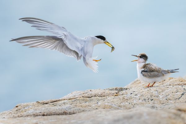 Terns feeding at Lazarus Island.