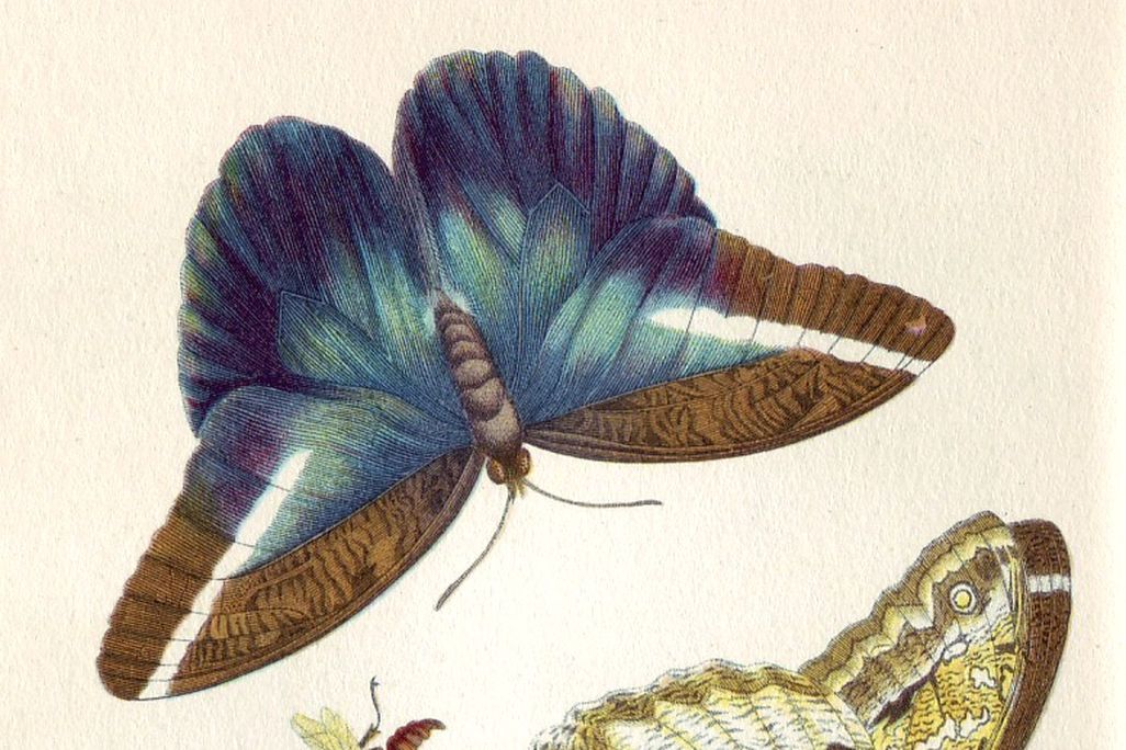 Maria Sibylla Merian illustration