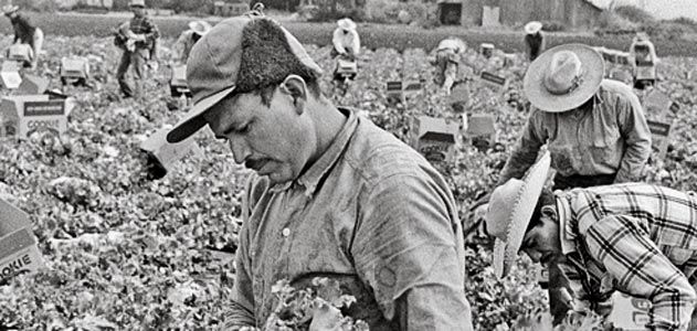 Bittersweet Harvest braceros