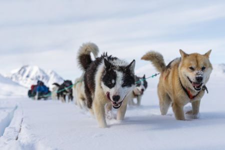 Greenland sled dogs at work