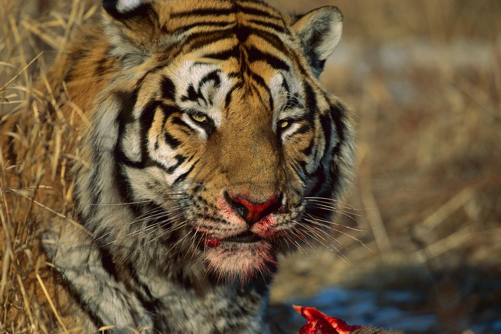 siberian tiger