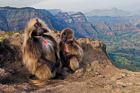Ethiopia Monkey Geladas