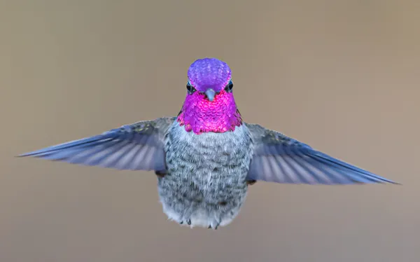 Hummingbird with magenta and purple gorget thumbnail