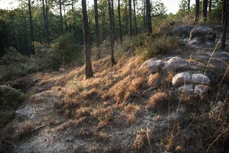 Kisatchie Hills at sunset