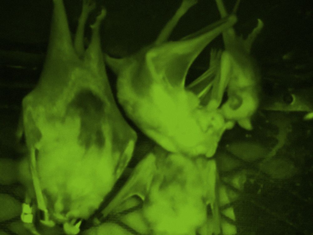 Foster mother, BD, feeds her adopted vampire bat pup in a captive bat colony at the Smithsonian Tropical Research Institute in Gamboa, Panama (surveillance camera image from Gerry Carter lab)