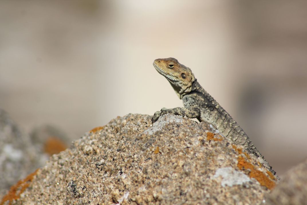 Grecian Lizard | Smithsonian Photo Contest | Smithsonian Magazine