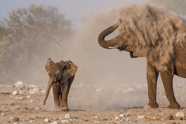 Elephant and calf dust bathing thumbnail